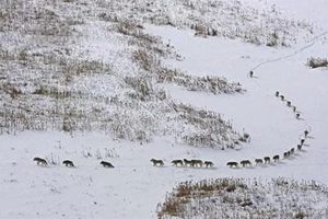 Snow covered field with a pack of wolves walking in a line